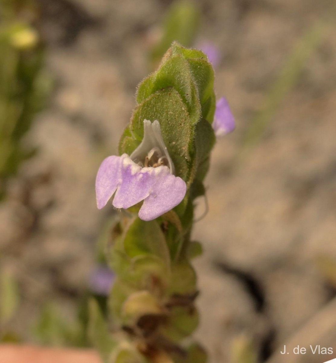 Hygrophila difformis (L.f.) Blume